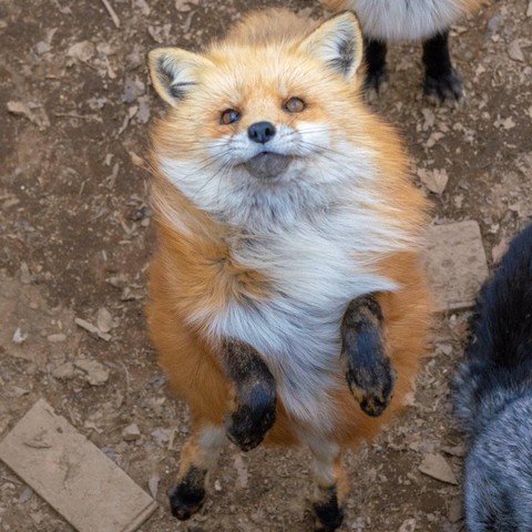 Picture of a Fox
